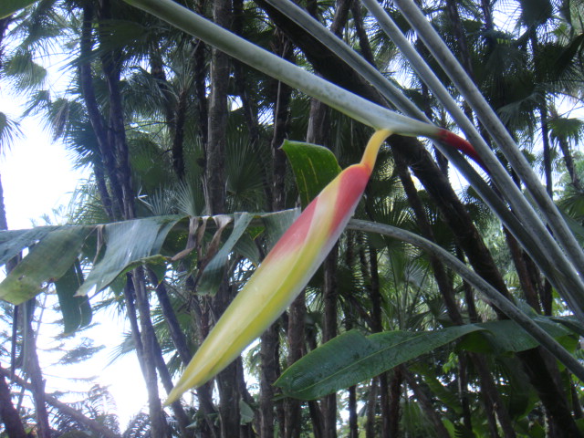 heliconia plastystachys x chartacea cv temptress hort.JPG