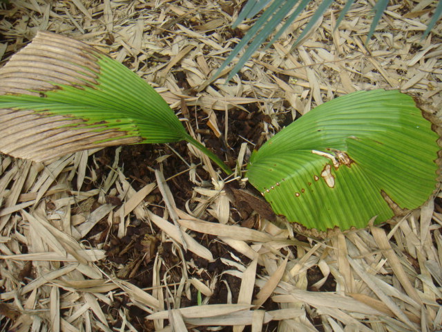 johannesteijsmannia magnifica.JPG
