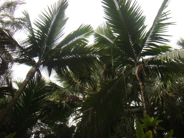 kentiopsis oliviformis.JPG