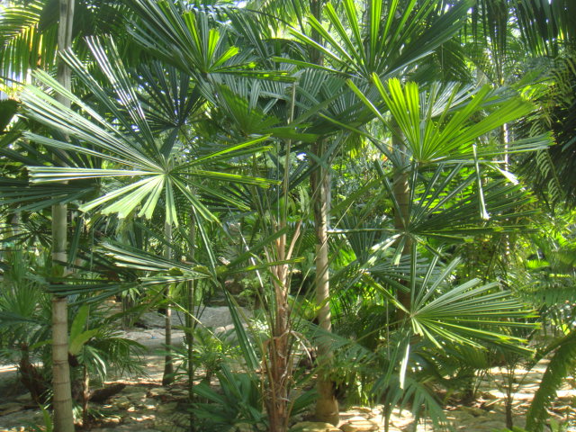 licuala fordiana.JPG