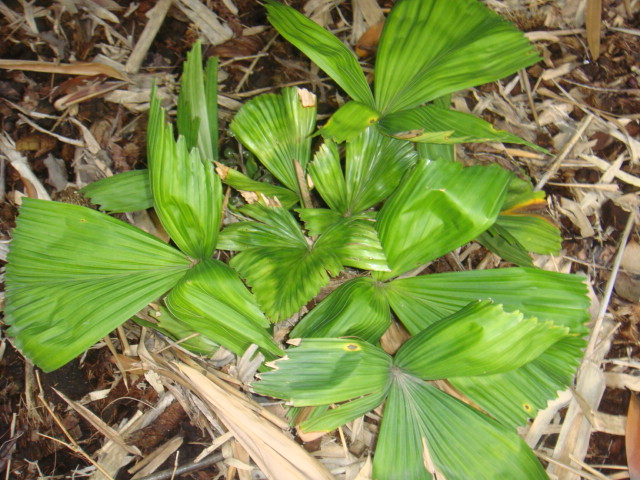 licuala triphyla.JPG