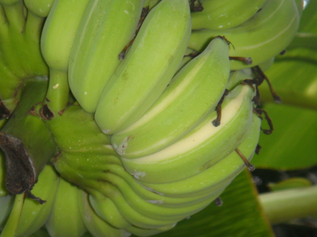 musa acumi variegata.JPG