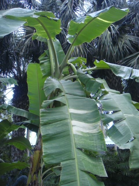 musa acuminata x balbisiana varie.JPG