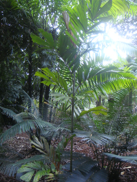 nengella sp highland.JPG