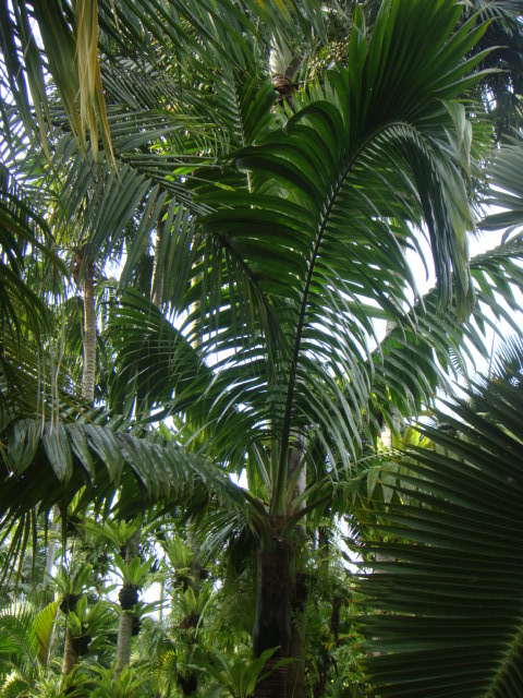 neoveitchia storkti.JPG