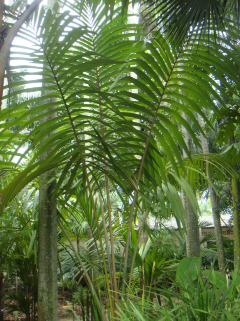 orania palindan