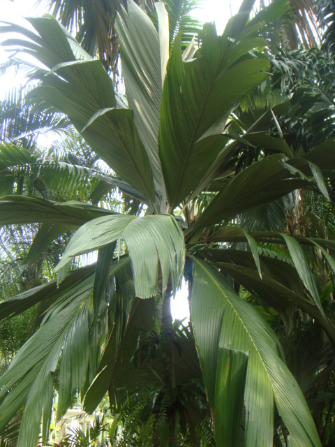 pelagodoxa henryana.JPG