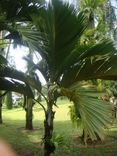 phoenicophorium borsigianum.JPG