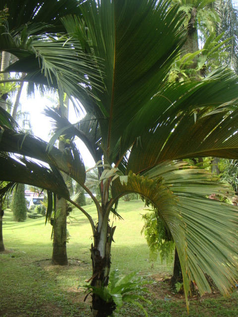 phoenicophorium.JPG