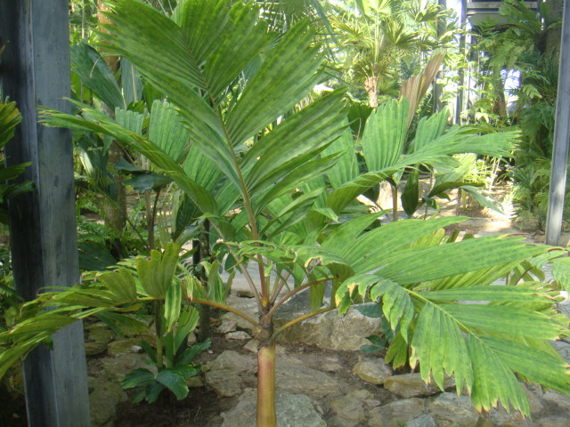 pinanga maculata.JPG