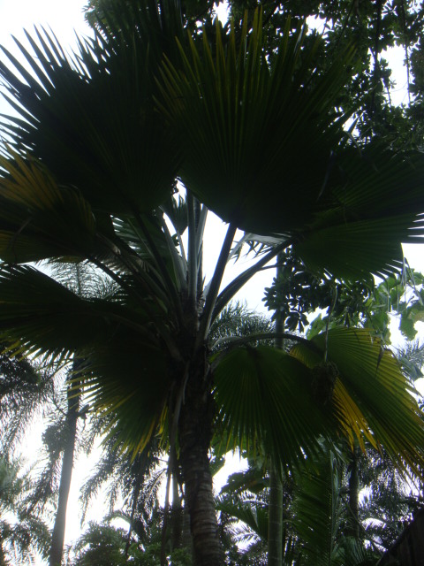 pridchardia thurstonii.JPG