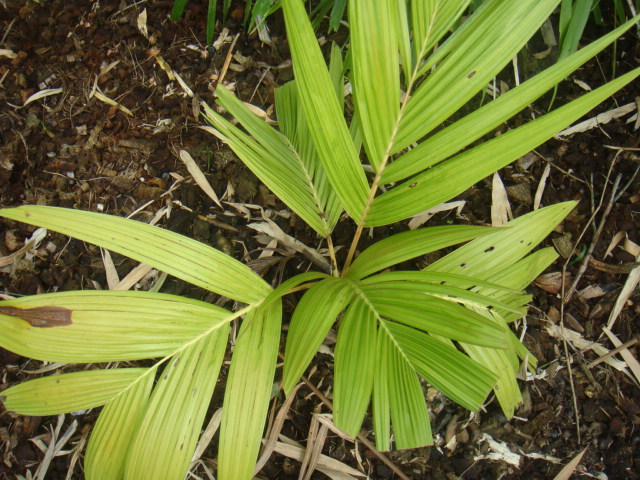 roscheria melanochaetes.JPG