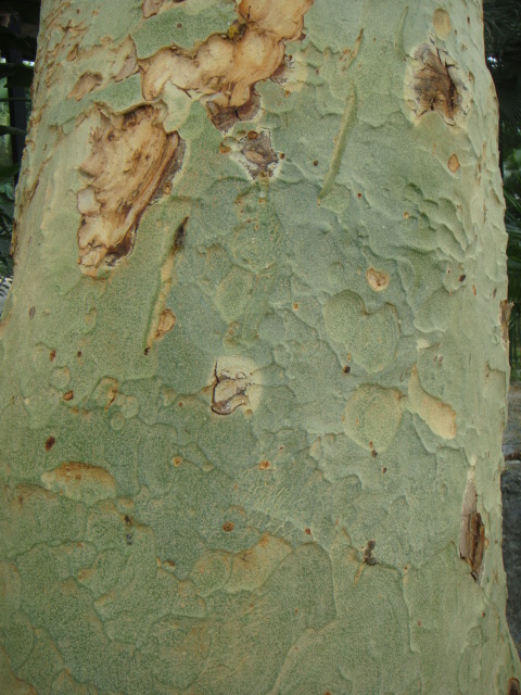 acacia ecorce.JPG