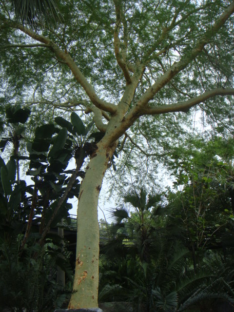 acacia xantopholea.JPG