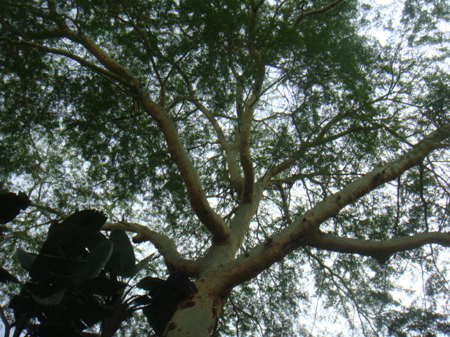 acacia.JPG