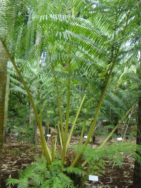 angiopteris evecta.JPG