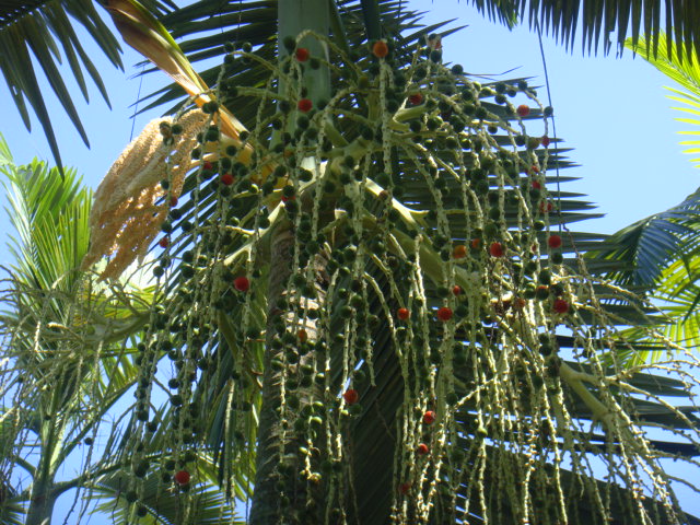 archontophoenix myolensis.JPG