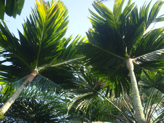 areca macrocalyx.JPG