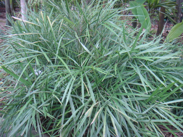 arenga caudata.JPG