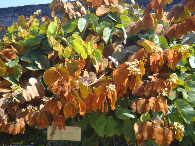 bauhinia.JPG