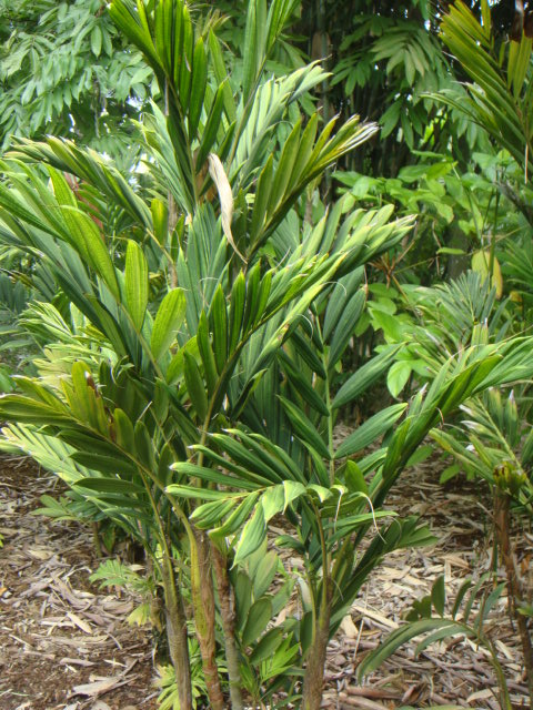 calyptrocalis doxanthus.JPG
