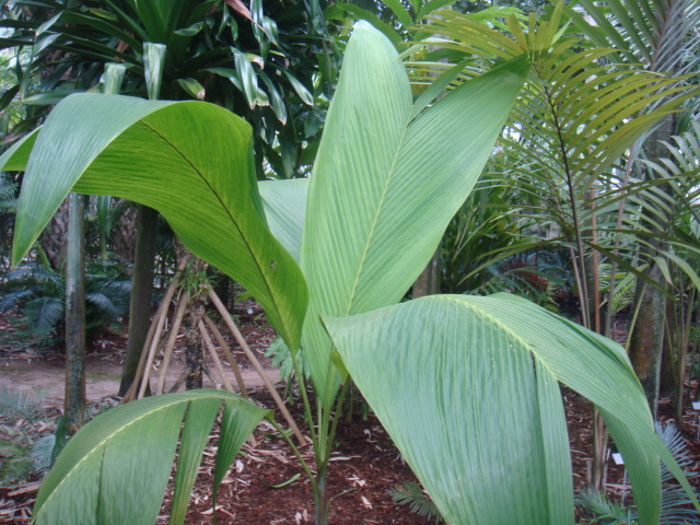 clinostigma samoens.JPG