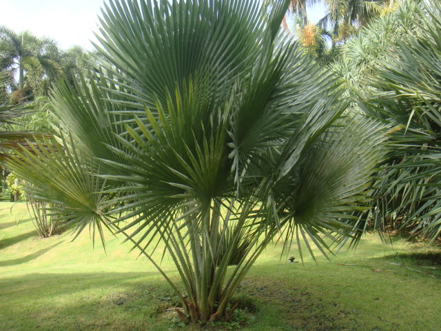 copernicia ekmanii.JPG