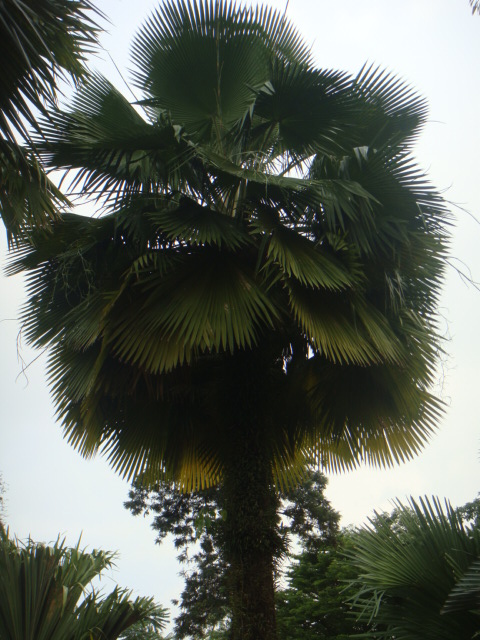 copernicia gigas.JPG