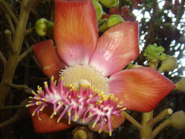 couroupita fleur.JPG