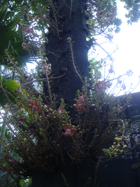 couroupita guianensis.JPG