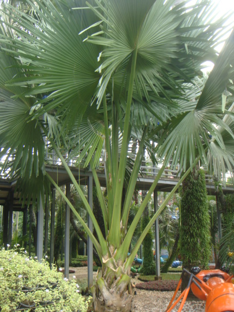 corypha taliera.JPG