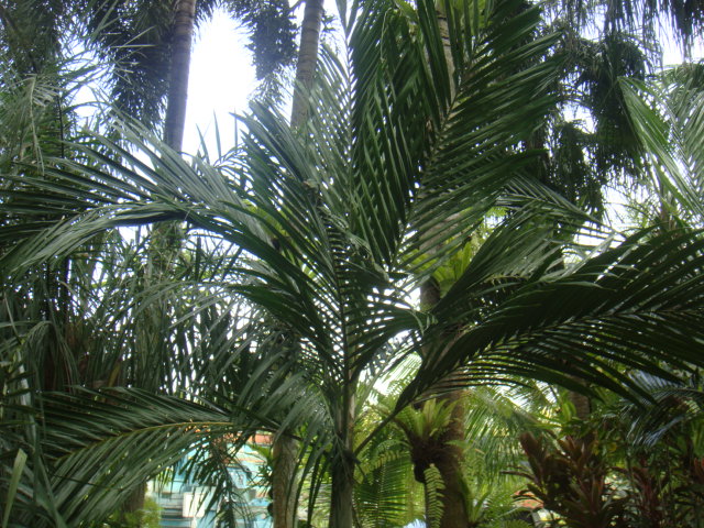 cyphophoenix nucete.JPG