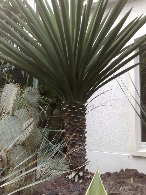 yucca treculeana canaliculata 2012.jpg