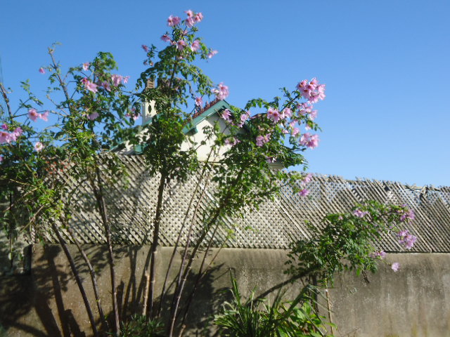 DSC01565.JPG