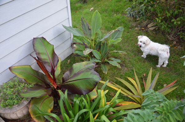 jardin1.JPG