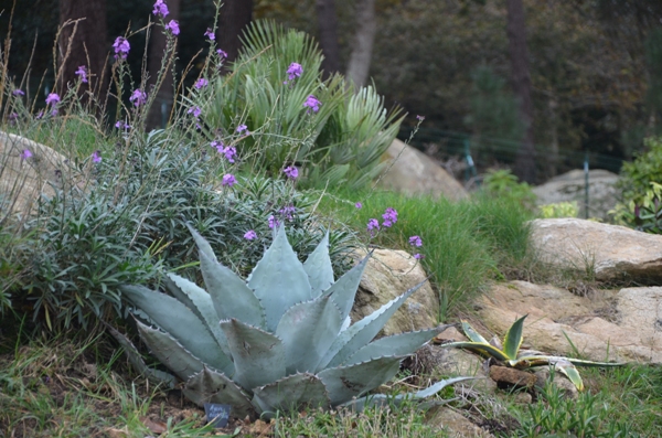 jardin2.JPG