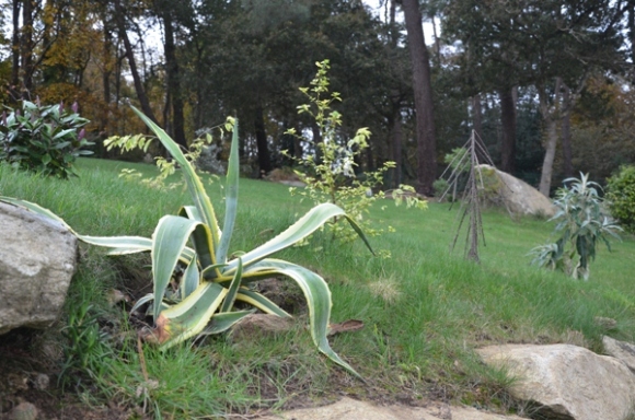 jardin4.JPG
