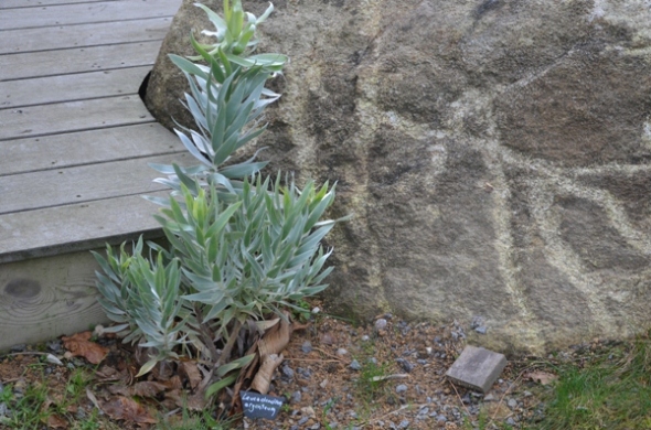jardin5.JPG