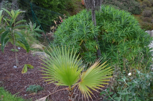 jardin6.JPG