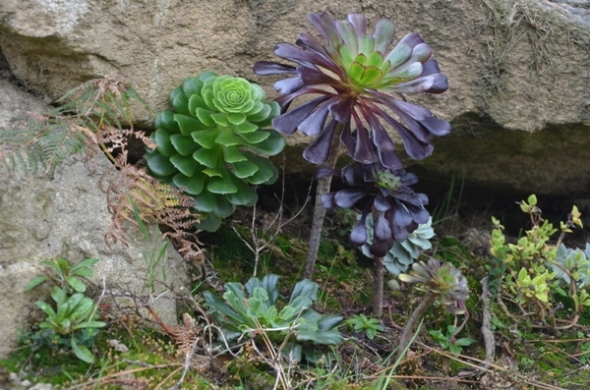jardin3.JPG