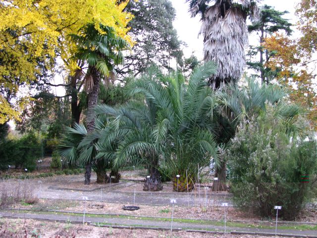 Les palmiers du jardin botanique