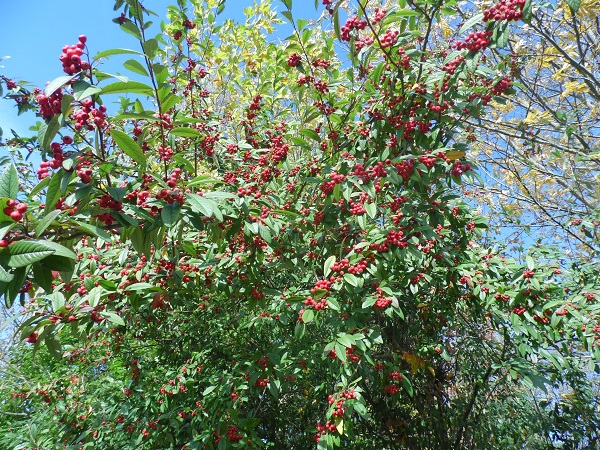 Des beaux arbustes complètement délaissés,les cotoneasters...Watereri atteint 10 Mètres