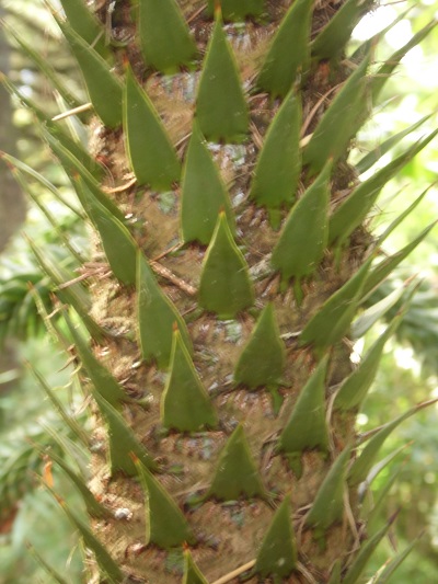 Environ...30 ans chez araucaria araucana