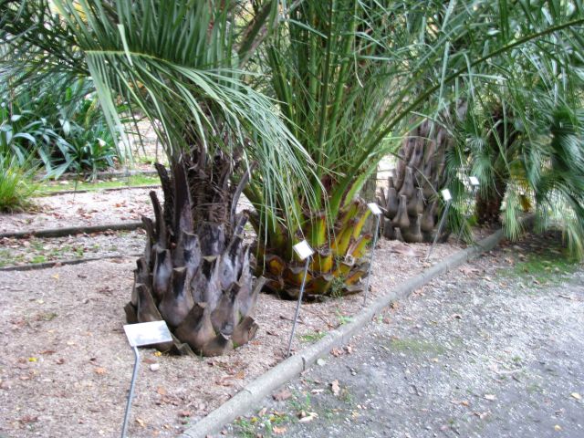 butia bonnetti