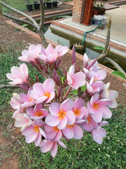 20130407_170837.jpg