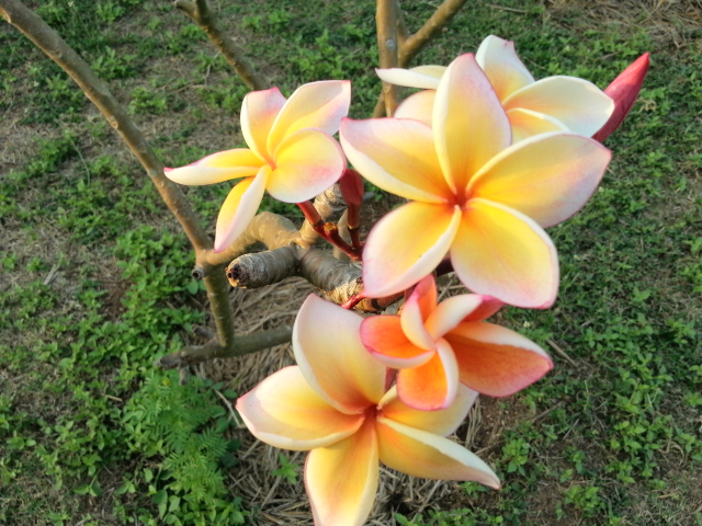 20130204_172334.jpg