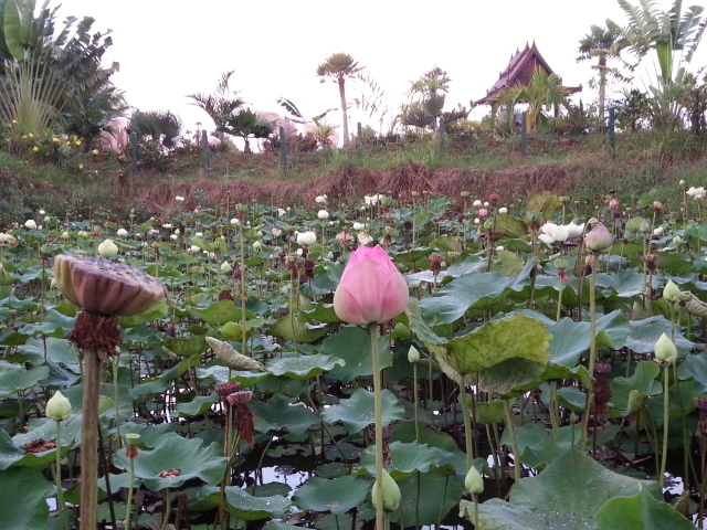 20130325_175309.jpg