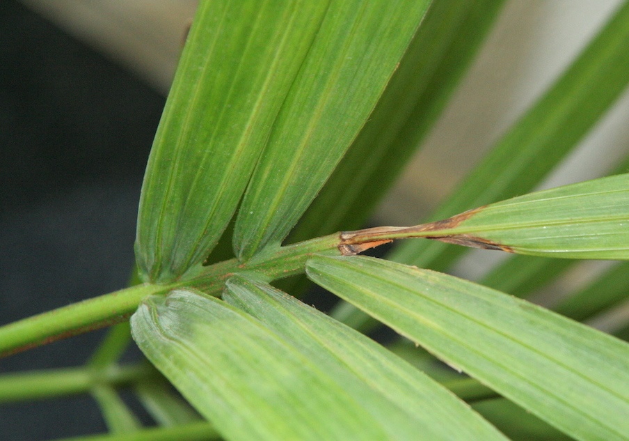 Rachis antérieure bouffé