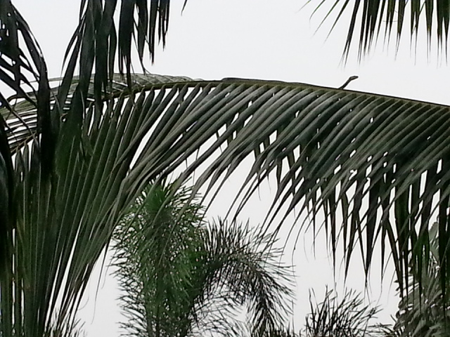 20130408_071504.jpg