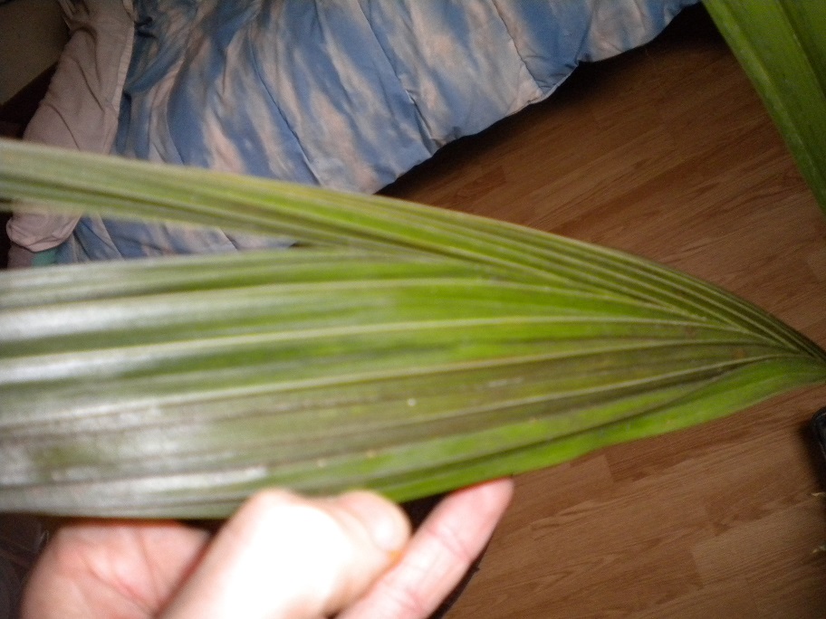 DSCN7013.JPG